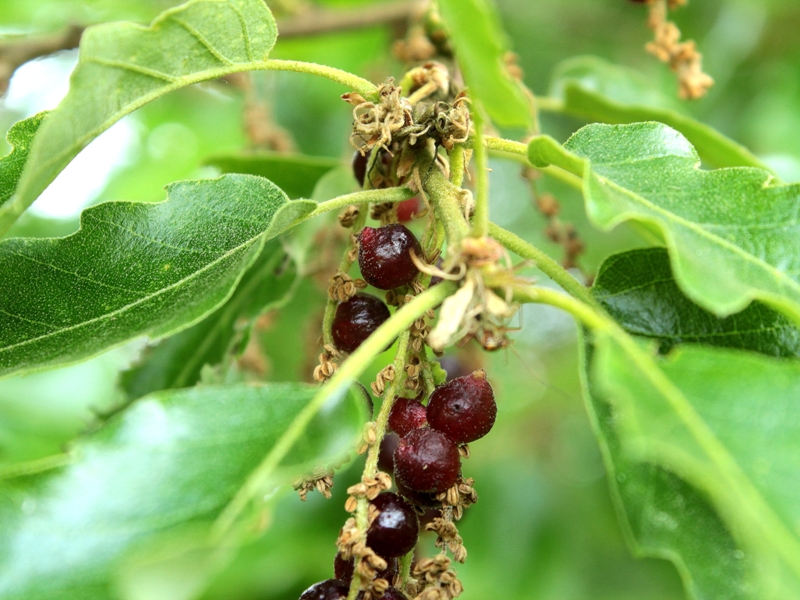 Andriscus grossulariae (5).JPG