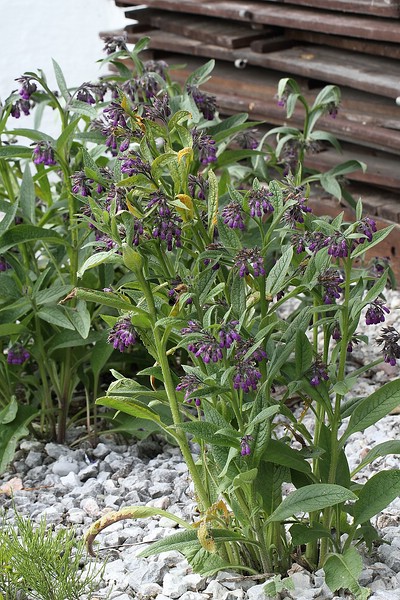 2013-06-07 #10138-w Symphytum officinale.jpg