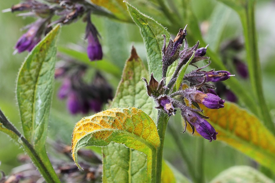 2013-06-07 #10134-w Rostpilz Melampsorella symhyti.jpg