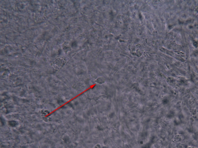 Clitocybe costata_1s.jpg