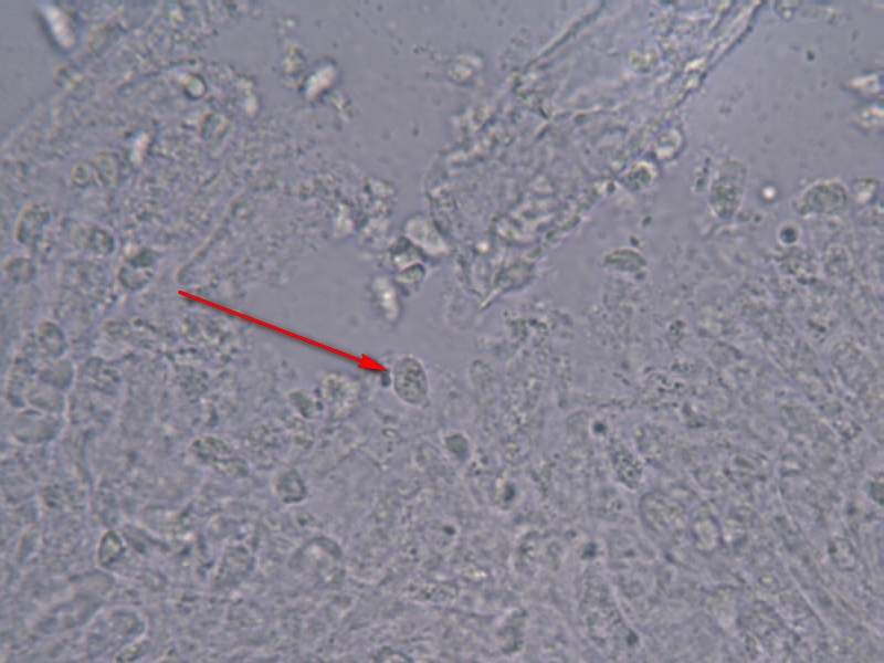 Clitocybe costata_2s.jpg