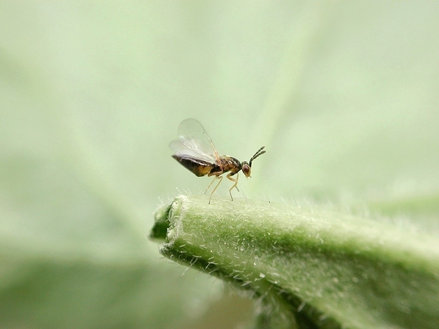 Sigmophora_brevicornis2.jpg