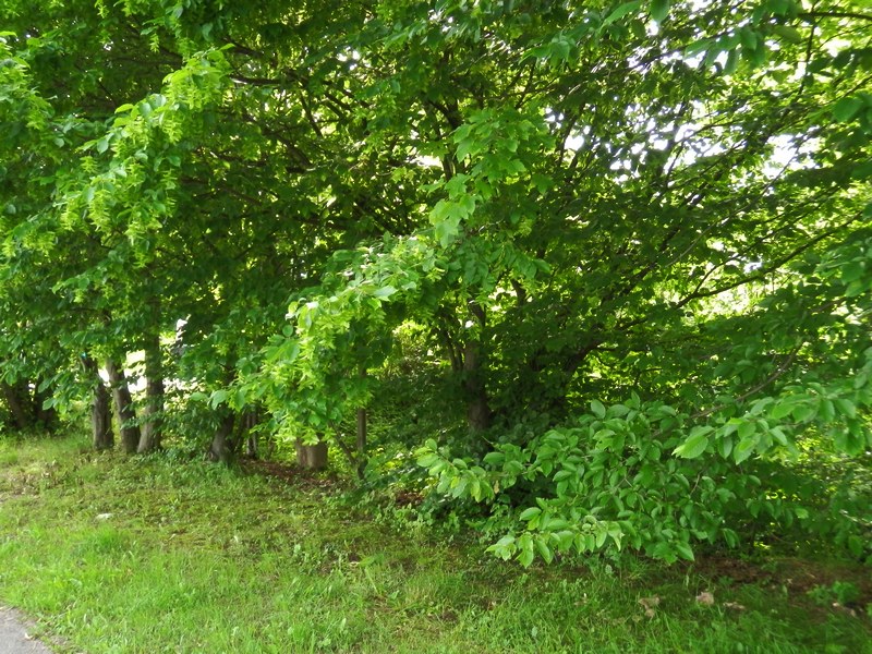 Hainbuche_1.0.JPG