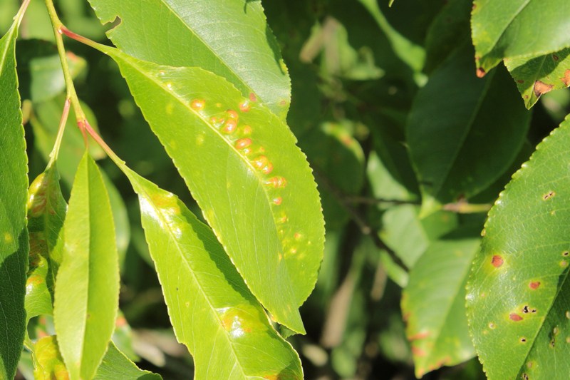 Taphrina farlowii (7).JPG