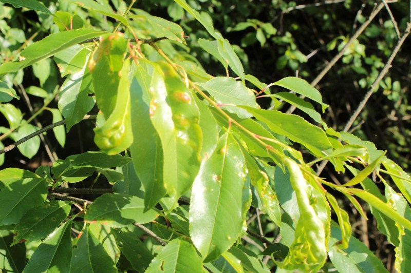 Taphrina farlowii (6).JPG