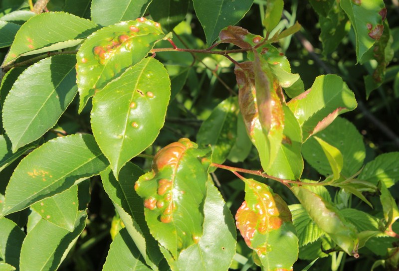 Taphrina farlowii.JPG