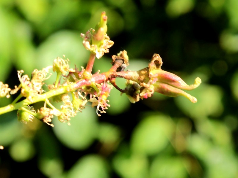 Taphrina farlowii (8).JPG