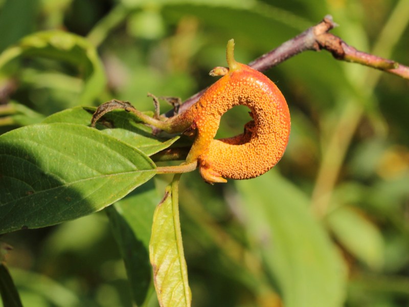 Puccinia coronata.JPG