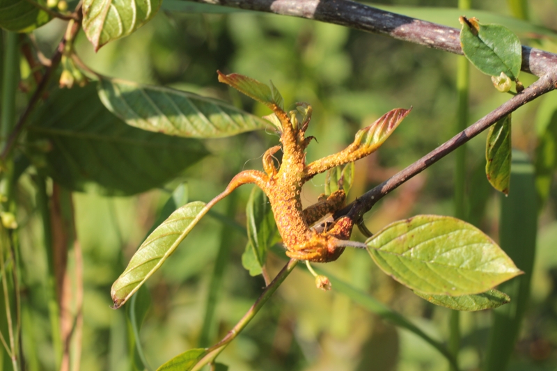 Puccinia coronata (2).JPG