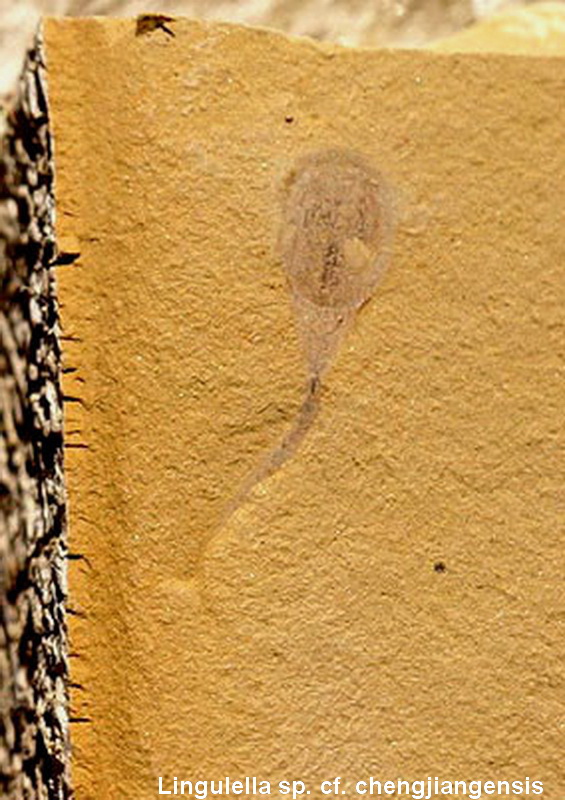 Lingulella sp. cf. chengjiangensis-2.JPG