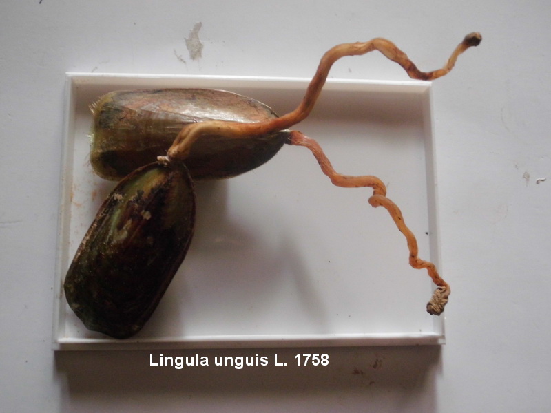 Lingula unguis L. 1758.JPG