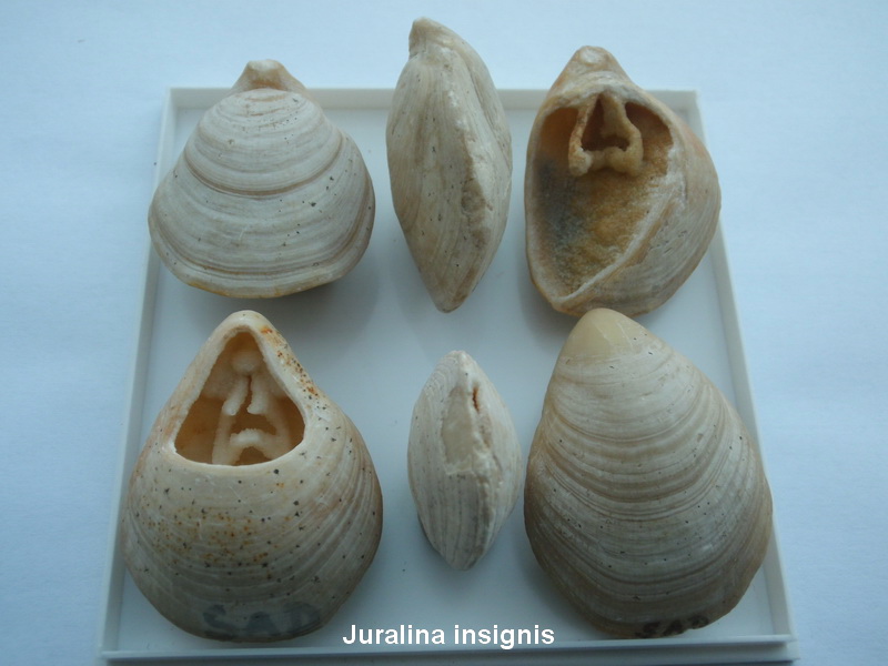 Juralina insignis-1a.JPG