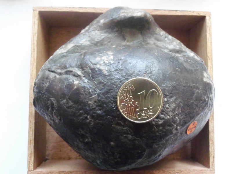 Stringocephalus burtini.JPG