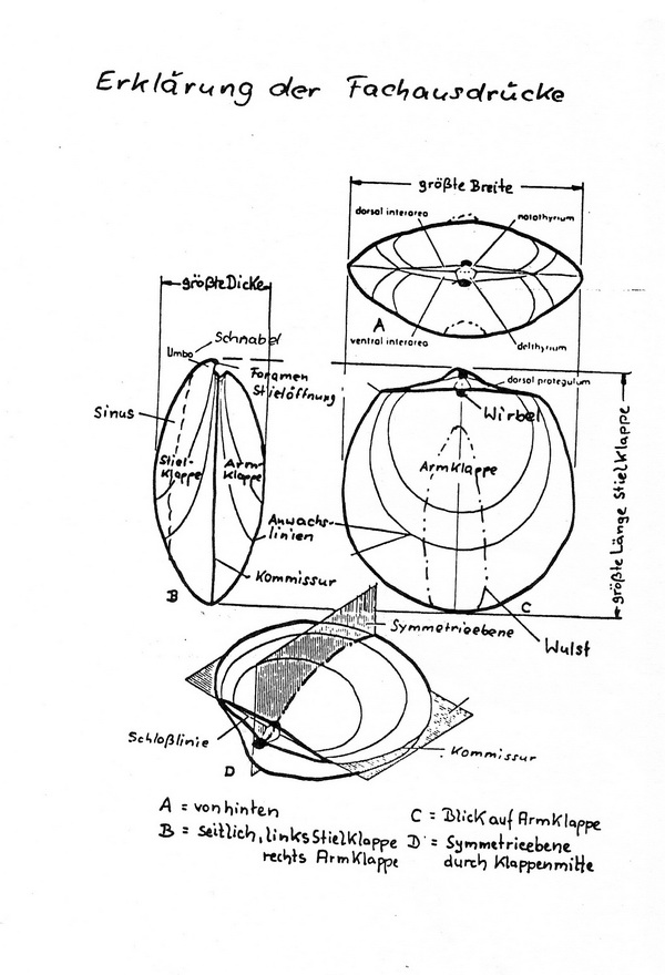 Fachausdrücke Brachiopoda-1.jpg