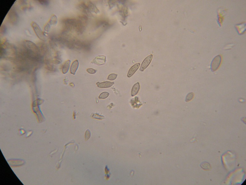 1000er Jerzens (19).jpg