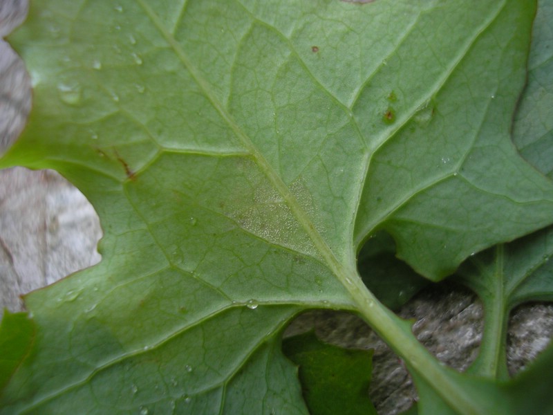 Berchtesgaden (6).jpg