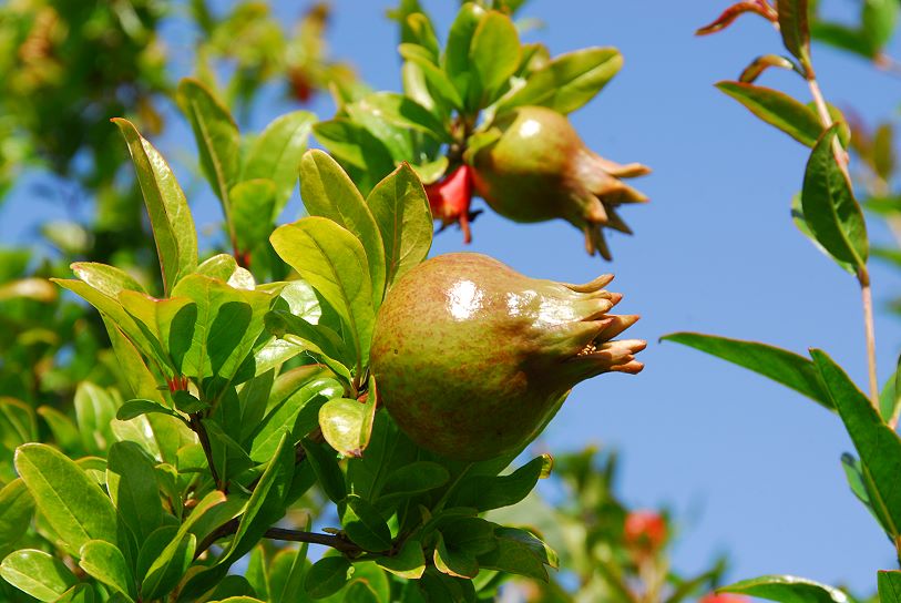 Fruchtansätze ca. 6 cm Durchmesser