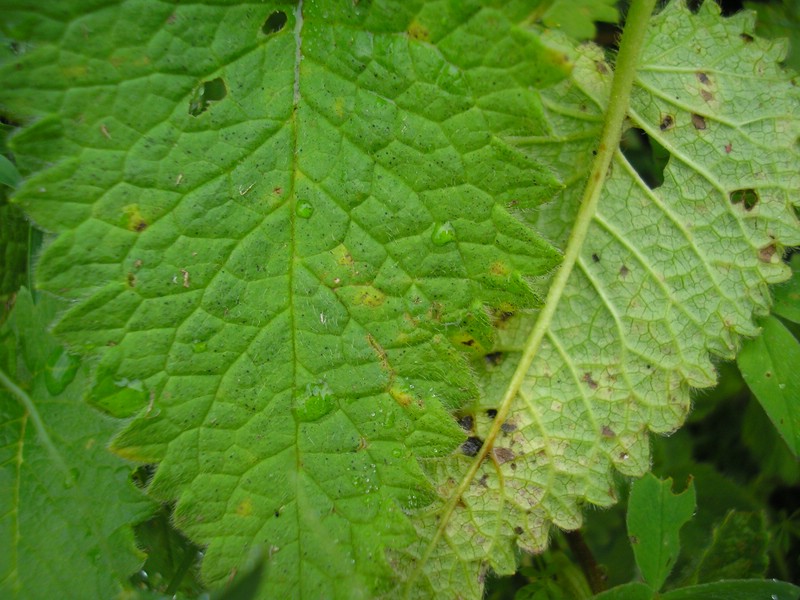 Berchtesgaden (16).jpg