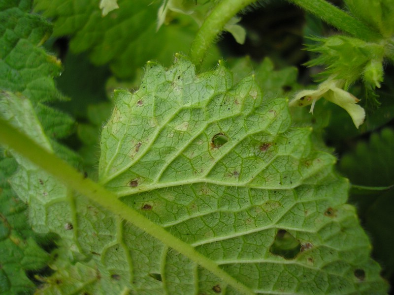 Berchtesgaden (22).jpg