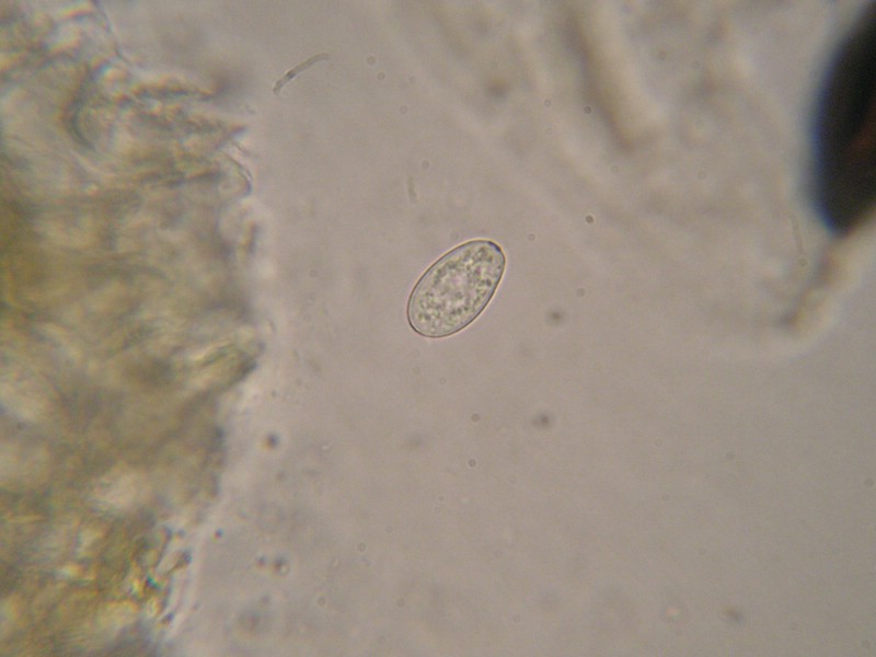 1000er Berchtes (6).jpg