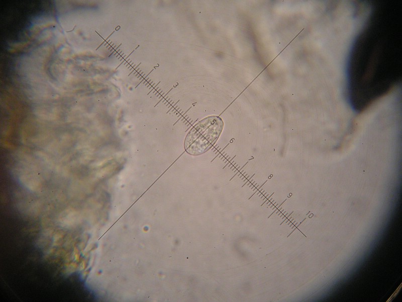 1000er Berchtes (11).jpg