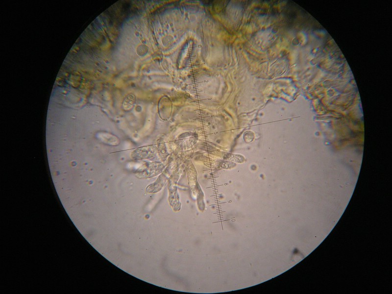 1000er Berchtes (26).jpg