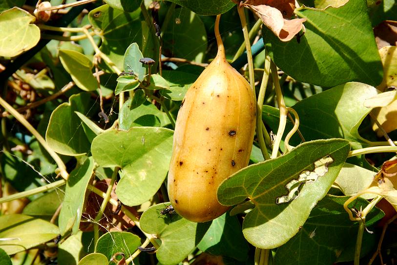 unreife, noch geschlossene Samenkapsel