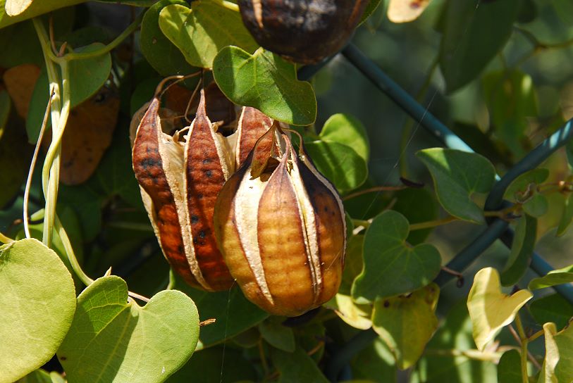 reife Samenkapseln, kurz vor dem Aufspringen