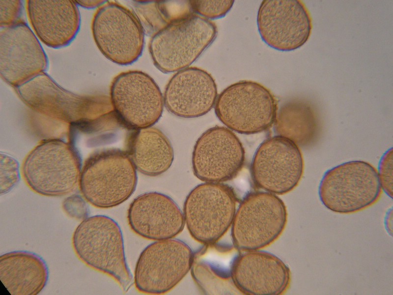 1000er Torgau (4).jpg