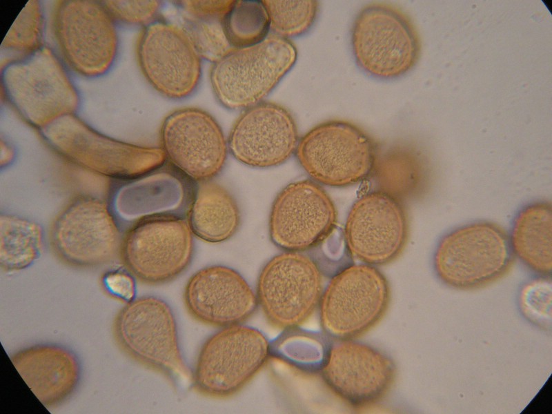 1000er Torgau (6).jpg