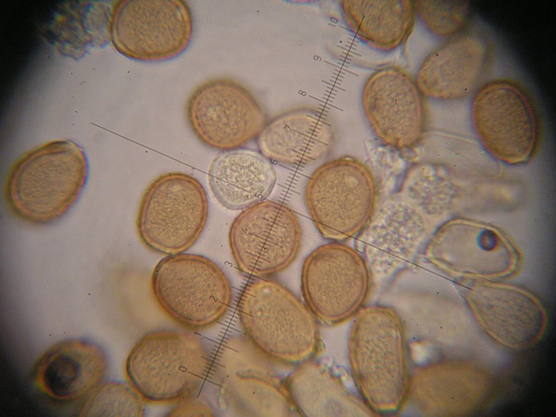 1000er Torgau (18).jpg