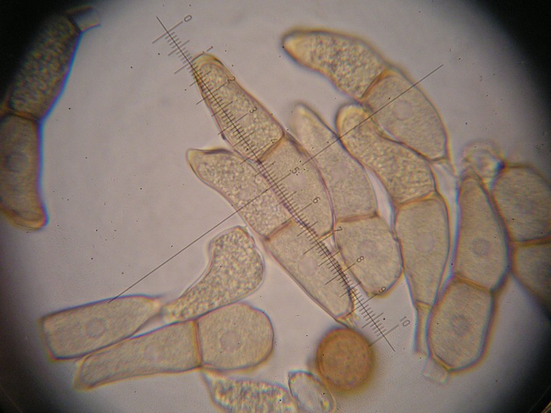 1000er Torgau (33).jpg