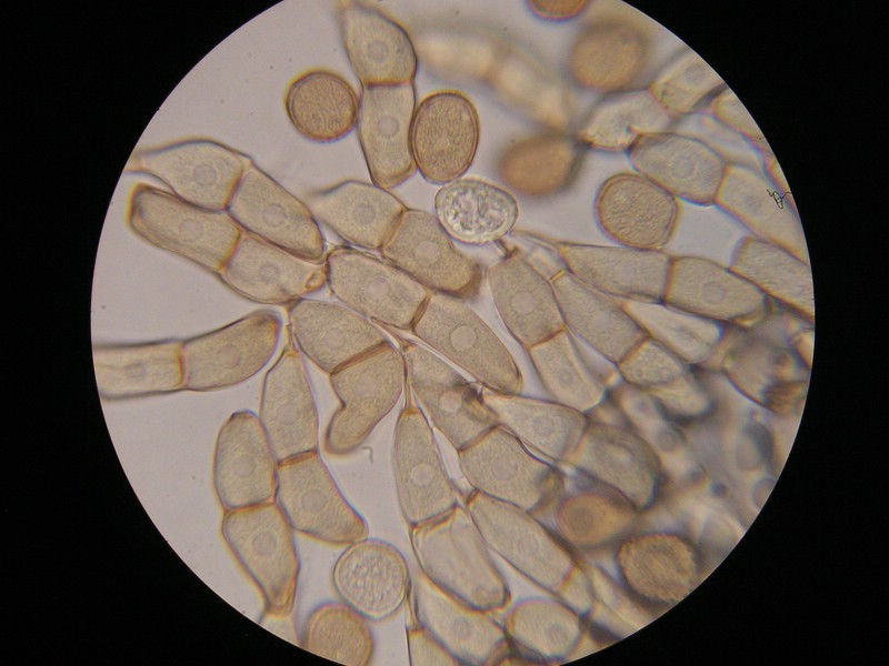 1000er Torgau (37).jpg