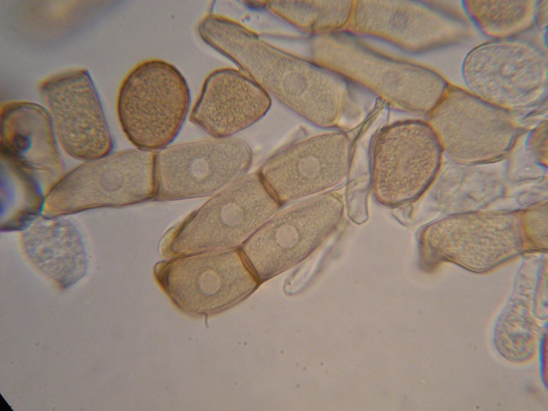 1000er Torgau (45).jpg