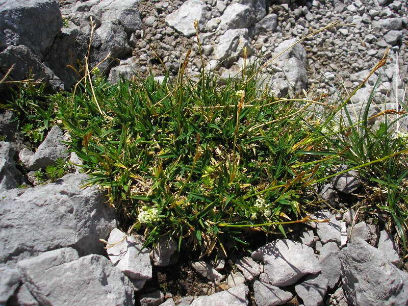 Schizonella_melanogramma_C_firma (1).JPG