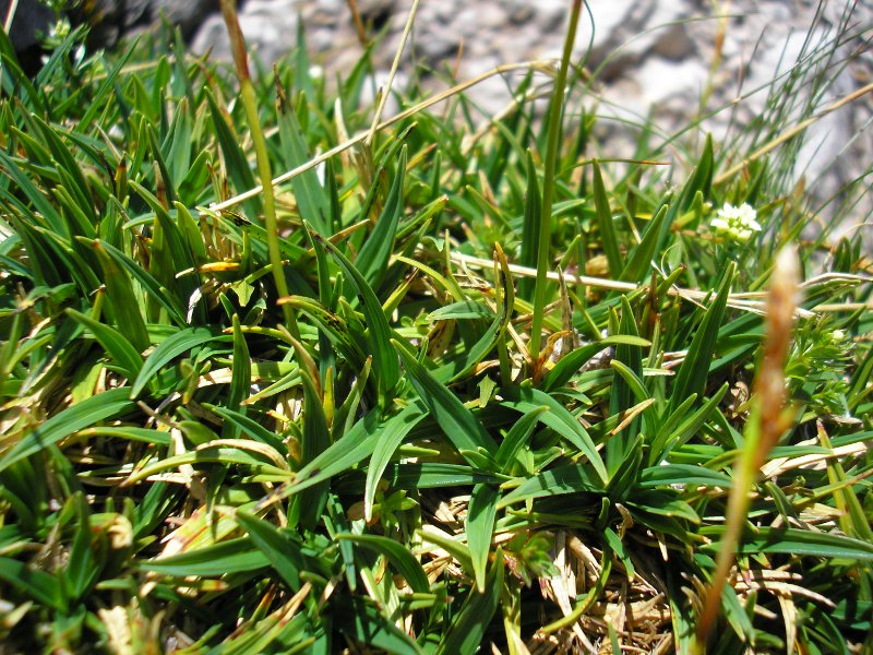 Schizonella_melanogramma_C_firma (2).JPG