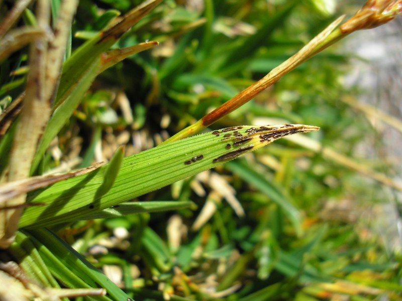 Schizonella_melanogramma_C_firma (3).JPG