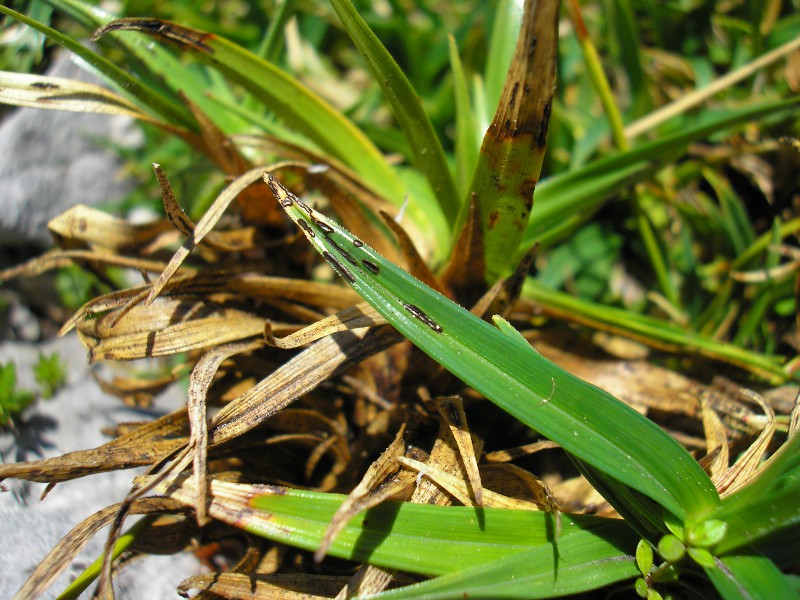 Schizonella_melanogramma_C_firma (4).JPG