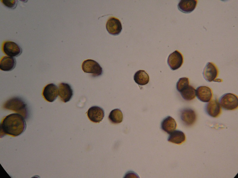 Schizonella_melanogramma_C_firma (5).JPG