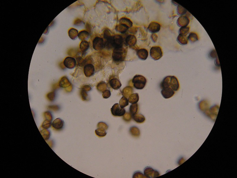 Schizonella_melanogramma_C_firma (6).JPG