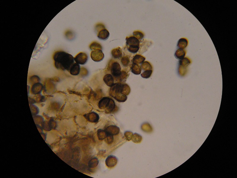 Schizonella_melanogramma_C_firma (7).JPG