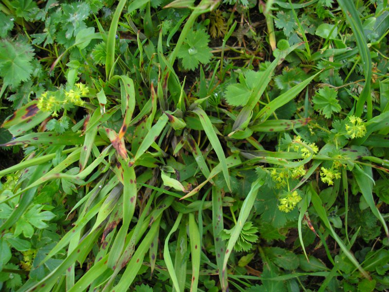 Urocystis_luzulae_Luzula_glabrata (1).JPG