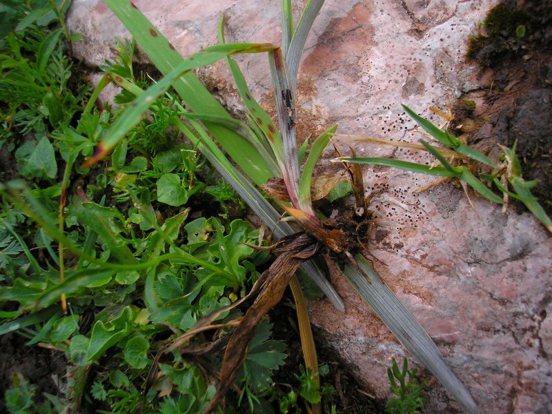 Urocystis_luzulae_Luzula_glabrata (4).JPG