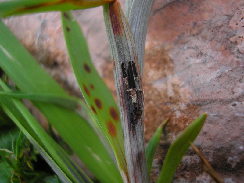 Urocystis_luzulae_Luzula_glabrata (5).JPG