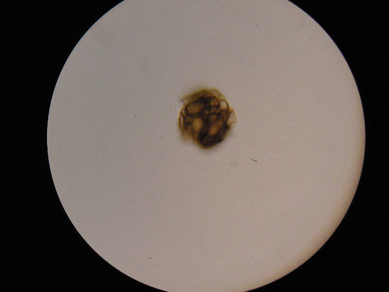 Urocystis_luzulae_Luzula_glabrata (2).JPG