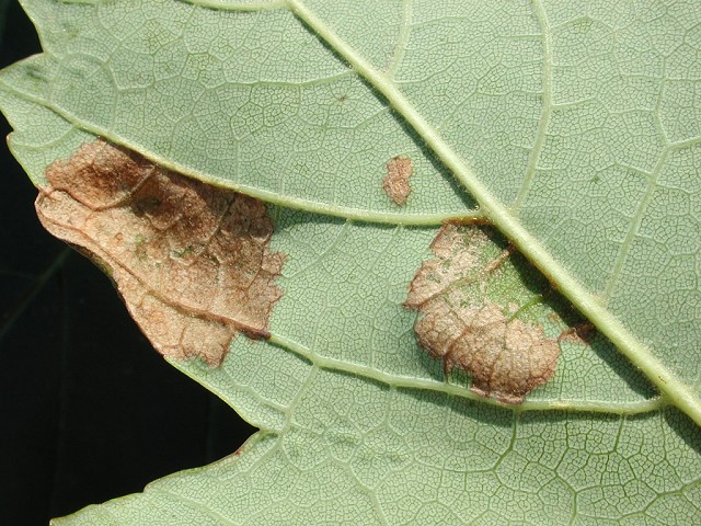 Taphrina_pseudoplatani4.jpg