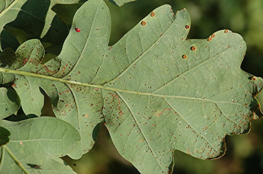 DSC_0014 Gallen an Eichenblatt, Schärfe 29 %.JPG