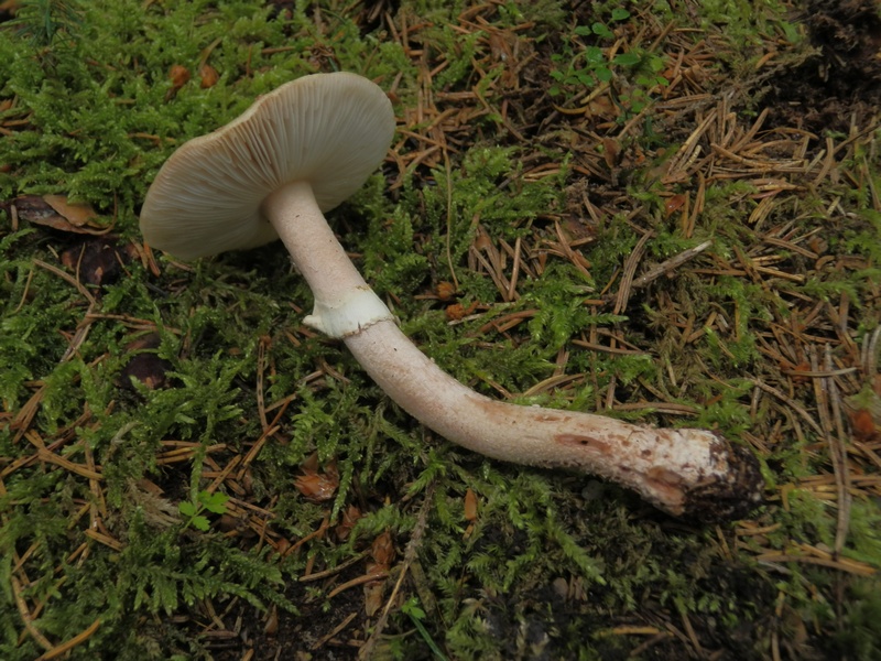 Amanita rubescens_k1.jpg