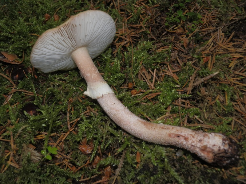 Amanita rubescens_k2.jpg