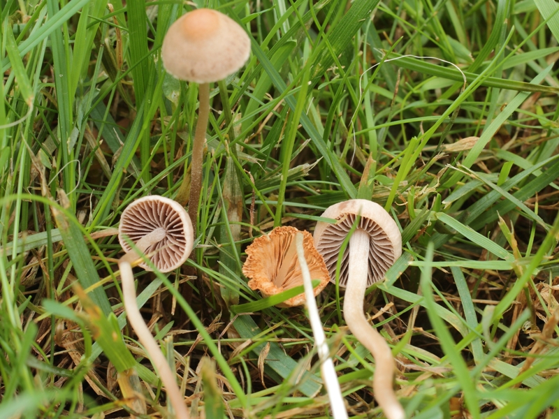 Psilocybe semilanceata.JPG